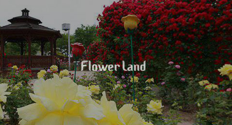 Flower Land